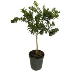 PIANTA Albero DI CHINOTTO VASO 24 CM Agrumi Di Sicilia H 100 Cm FOTO REALE 5 PIANTA Albero DI CHINOTTO VASO 24 CM Agrumi Di Sicilia H 100 Cm FOTO REALE -Vendite ATMOSPHERA 30700903 3