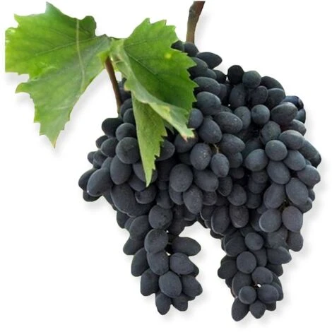 Pianta DI VITE Uva Vigna Da Tavola PIZZUTELLO NERA Allungato IN VASO 16 FOTO REALE 1 Pianta DI VITE Uva Vigna Da Tavola PIZZUTELLO NERA Allungato IN VASO 16 FOTO REALE