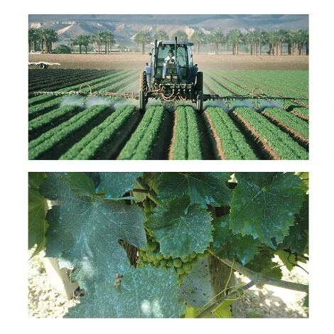 Europolt POLTI 20 Poltiglia Rame Boro Concime Vite Orto Olivo 5 KG 3 Europolt POLTI 20 Poltiglia Rame Boro Concime Vite Orto Olivo 5 KG - immagine 3