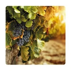 Europolt POLTI 20 Poltiglia Rame Boro Concime Vite Orto Olivo 5 KG 8 Europolt POLTI 20 Poltiglia Rame Boro Concime Vite Orto Olivo 5 KG -Vendite ATMOSPHERA 31655768 4