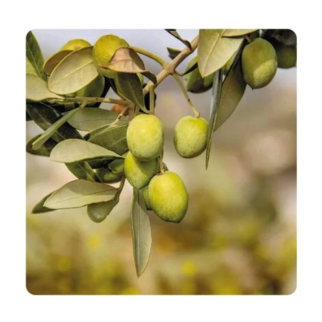 Europolt POLTI 20 Poltiglia Rame Boro Concime Vite Orto Olivo 5 KG 5 Europolt POLTI 20 Poltiglia Rame Boro Concime Vite Orto Olivo 5 KG - immagine 5