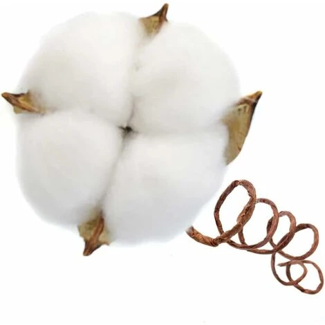 Ramo Di Cotone Stelo Naturale Fattoria Fiori Secchi Rami Di Cotone Pianta Di Cotone Fiori Secchi Artificiali (20 Pezzi) 3 Ramo Di Cotone Stelo Naturale Fattoria Fiori Secchi Rami Di Cotone Pianta Di Cotone Fiori Secchi Artificiali (20 Pezzi) - immagine 3