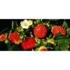 Fragola Rifiorente