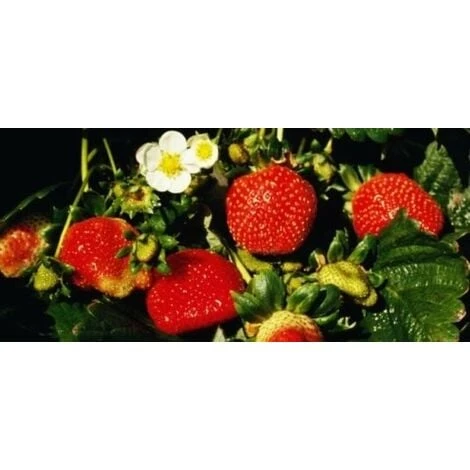 Fragola Rifiorente 1 Fragola Rifiorente