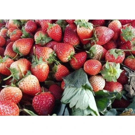 Fragola Rifiorente (vaso 10) 1 Fragola Rifiorente (vaso 10)