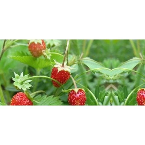 Fragola Da Bosco (vaso 14) 1 Fragola Da Bosco (vaso 14)