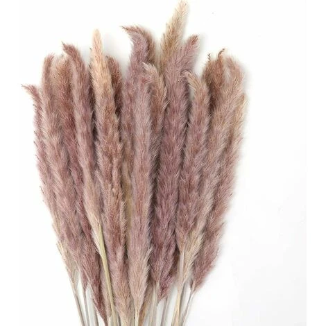 SOEKAVIA 30 Pezzi Erba Di Pampa, Bouquet Di Fiori Secchi Di Pampa Naturale Da 45 Cm Per Vasi, Decorazione Boho Camera Da Letto Soggiorno Casa, Decorazione Da Tavola Fotografia Di Matrimonio 1 SOEKAVIA 30 Pezzi Erba Di Pampa, Bouquet Di Fiori Secchi Di Pampa Naturale Da 45 Cm Per Vasi, Decorazione Boho Camera Da Letto Soggiorno Casa, Decorazione Da Tavola Fotografia Di Matrimonio