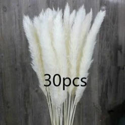 SOEKAVIA 30 Pezzi Di Piccola Erba Di Pampa Essiccata Naturale, Phragmites Communis, Bouquet Da Sposa E Fotografico Per L'arredamento Della Casa (bianco, 30 Pezzi)