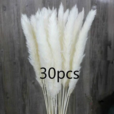 SOEKAVIA 30 Pezzi Di Piccola Erba Di Pampa Essiccata Naturale, Phragmites Communis, Bouquet Da Sposa E Fotografico Per L'arredamento Della Casa (bianco, 30 Pezzi) 1 SOEKAVIA 30 Pezzi Di Piccola Erba Di Pampa Essiccata Naturale, Phragmites Communis, Bouquet Da Sposa E Fotografico Per L'arredamento Della Casa (bianco, 30 Pezzi)