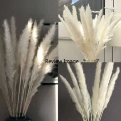 SOEKAVIA 30 Pezzi Di Piccola Erba Di Pampa Essiccata Naturale, Phragmites Communis, Bouquet Da Sposa E Fotografico Per L'arredamento Della Casa (bianco, 30 Pezzi) 9 SOEKAVIA 30 Pezzi Di Piccola Erba Di Pampa Essiccata Naturale, Phragmites Communis, Bouquet Da Sposa E Fotografico Per L'arredamento Della Casa (bianco, 30 Pezzi) -Vendite ATMOSPHERA 36248090 5
