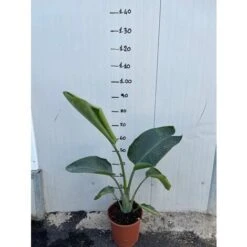 Vendite ATMOSPHERA -Vendite ATMOSPHERA 36258037 2