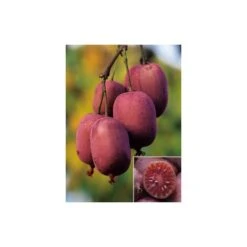 Pianta Di Kiwi Actinidia Arguta Scarlet September (kiwi Rosso) Foto Reali H 110cm