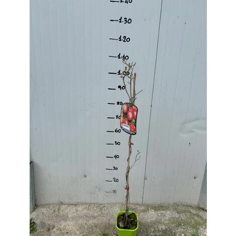 Pianta Di Kiwi Actinidia Arguta Scarlet September (kiwi Rosso) Foto Reali H 110cm 2 Pianta Di Kiwi Actinidia Arguta Scarlet September (kiwi Rosso) Foto Reali H 110cm - immagine 2