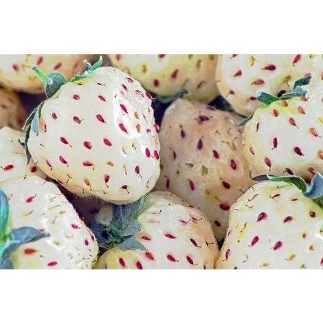 Fragola Bianca (vaso 10) 1 Fragola Bianca (vaso 10)