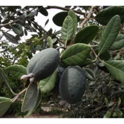 Feijoa "Acca Sellowiana" Guayabo Del Brasile Pianta In Vaso Biodegradabile -Vendite ATMOSPHERA 39658216 3