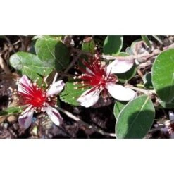 Feijoa "Acca Sellowiana" Guayabo Del Brasile Pianta In Vaso Biodegradabile -Vendite ATMOSPHERA 39658216 4
