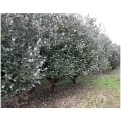 Feijoa "Acca Sellowiana" Guayabo Del Brasile Pianta In Vaso Biodegradabile -Vendite ATMOSPHERA 39658216 5