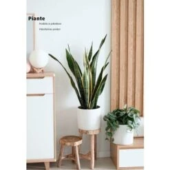 King Home Pianta SANSEVIERIA H. 45 Cm 12 FOGLIE Completa Di Vaso Con Muschio 6 King Home Pianta SANSEVIERIA H. 45 Cm 12 FOGLIE Completa Di Vaso Con Muschio -Vendite ATMOSPHERA 40982766 3