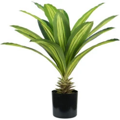 King Home Pianta DRACAENA H. 60 Cm 19 FOGLIE Completa Di Vaso Con Muschio