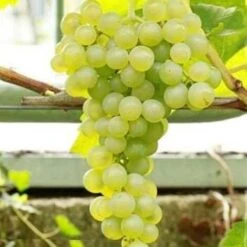 Uva Da Tavola Bianca "Sophia"
