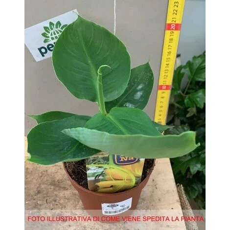 1 PIANTA DI MUSA TROPICANA BANANO NANO VASO 12CM 2 1 PIANTA DI MUSA TROPICANA BANANO NANO VASO 12CM - immagine 2
