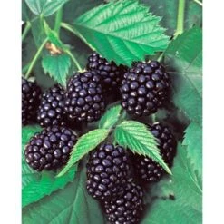 1 PIANTA DI MORA SENZA SPINE DIRKESEN MATURAZIONE PRECOCE