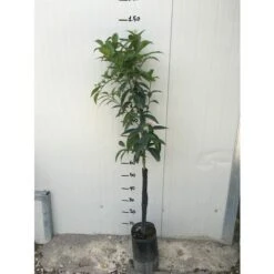 Pianta Di Arancio Valencia In Fitocella -Vendite ATMOSPHERA 47946108 3