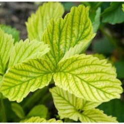 FERRO CHELATO Concime Riverdente UNIVERSALE PER CLOROSI In Fiale 10 Pz Flortis 5 FERRO CHELATO Concime Riverdente UNIVERSALE PER CLOROSI In Fiale 10 Pz Flortis -Vendite ATMOSPHERA 48334172 3