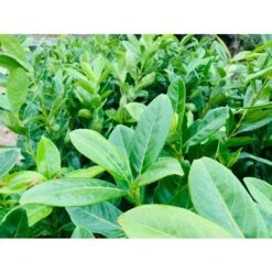 50 PIANTE DI LAURO CERASO LAUROCESASUS (LAUROCERASO) H 120/130CM SIEPI ALTE -Vendite ATMOSPHERA 48889476 4