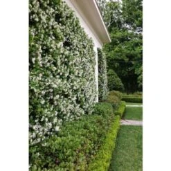 Gelsomino Falso "Rhyncospermum Jasminoides" Pianta In Vaso Da 2 Lt H. 100/150 Cm Con Canna 6 Gelsomino Falso "Rhyncospermum Jasminoides" Pianta In Vaso Da 2 Lt H. 100/150 Cm Con Canna -Vendite ATMOSPHERA 49284212 3