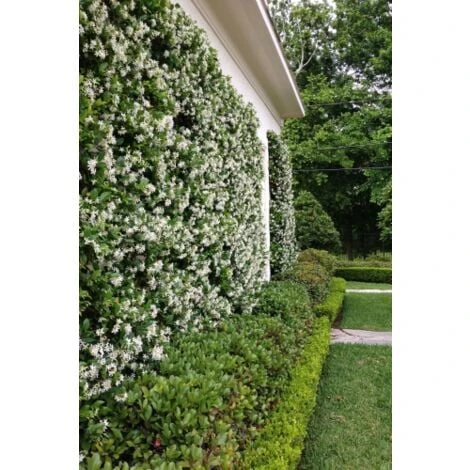 Gelsomino Falso "Rhyncospermum Jasminoides" Pianta In Vaso Da 2 Lt H. 100/150 Cm Con Canna 3 Gelsomino Falso "Rhyncospermum Jasminoides" Pianta In Vaso Da 2 Lt H. 100/150 Cm Con Canna - immagine 3