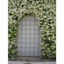 Gelsomino Falso "Rhyncospermum Jasminoides" Pianta In Vaso Da 2 Lt H. 100/150 Cm Con Canna 7 Gelsomino Falso "Rhyncospermum Jasminoides" Pianta In Vaso Da 2 Lt H. 100/150 Cm Con Canna -Vendite ATMOSPHERA 49284212 4