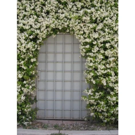 Gelsomino Falso "Rhyncospermum Jasminoides" Pianta In Vaso Da 2 Lt H. 100/150 Cm Con Canna 4 Gelsomino Falso "Rhyncospermum Jasminoides" Pianta In Vaso Da 2 Lt H. 100/150 Cm Con Canna - immagine 4