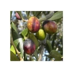 Olivo Taggiasca 5 Anni