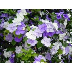 Pianta Di Brunfelsia In Vaso 24 Cm Foto Reali Piante Da Fiore