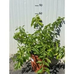 Vendite ATMOSPHERA -Vendite ATMOSPHERA 51324044 2