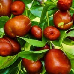 GIUGGIOLO -Vendite ATMOSPHERA 51774982 3