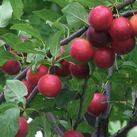 BIRICOCCOLO 2 BIRICOCCOLO - immagine 2