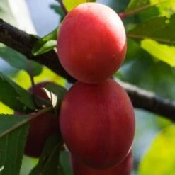 BIRICOCCOLO 6 BIRICOCCOLO -Vendite ATMOSPHERA 52076824 3