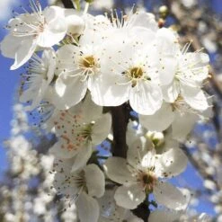 BIRICOCCOLO 7 BIRICOCCOLO -Vendite ATMOSPHERA 52076824 4