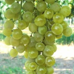 Uva Da Tavola Bianca "Pölöskei Muskotály"