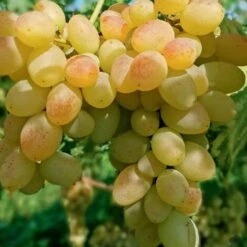 Uva Da Tavola Bianca "Golden Berry"