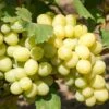 Uva Da Tavola Bianca "Fanny"