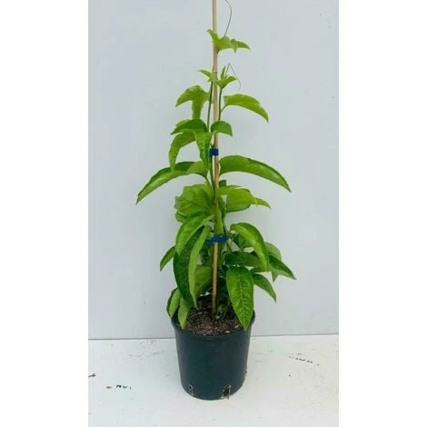 PIANTA DI PASSIFLORA EDULIS MARACUJA IN VASO 20 CM 1 PIANTA DI PASSIFLORA EDULIS MARACUJA IN VASO 20 CM
