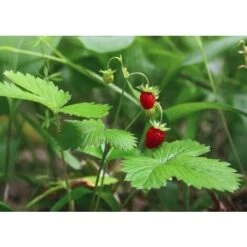 Fragola Da Bosco (vaso 10)