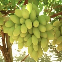 Vite Da Tavola APIRENE BIANCA