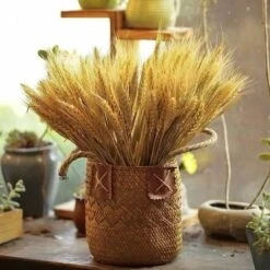 HIASDFLS 100 Foglie Di Grano Essiccate Da 40 Cm Per Camino, Casa, Cucina, Chiesa, Tavolo Da Matrimonio, Ghirlanda Di Natale -Vendite ATMOSPHERA 59010127 3