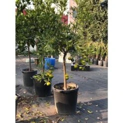 Pianta Di Agrumi Di Sicilia Limone 12 Anni In Mastellino 40 Cm ( Foto Reali ) Limone -Vendite ATMOSPHERA 63684629 3