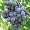 Uva Da Tavola Nera &8220Moscato D&8217Amburgo&8221 - Ø 12 Cm