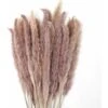 MINKUROW 30 Pezzi Di Erba Di Pampa, Bouquet Di Fiori Secchi Di Pampa Naturale Da 45 Cm Per Vasi, Decorazione Boho Camera Da Letto, Soggiorno, Casa, Decorazione Da Tavola Per Matrimoni